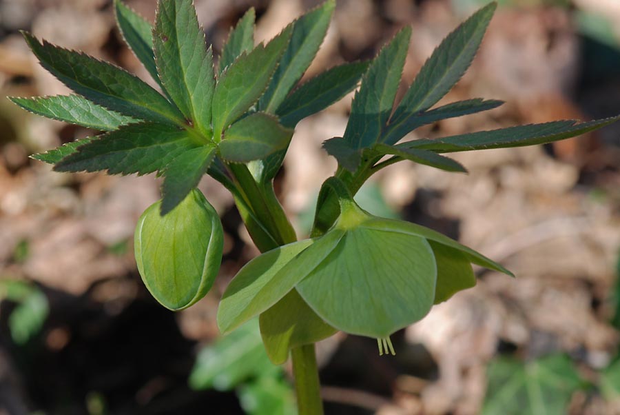 Helleborus viridis  / Elleboro verde